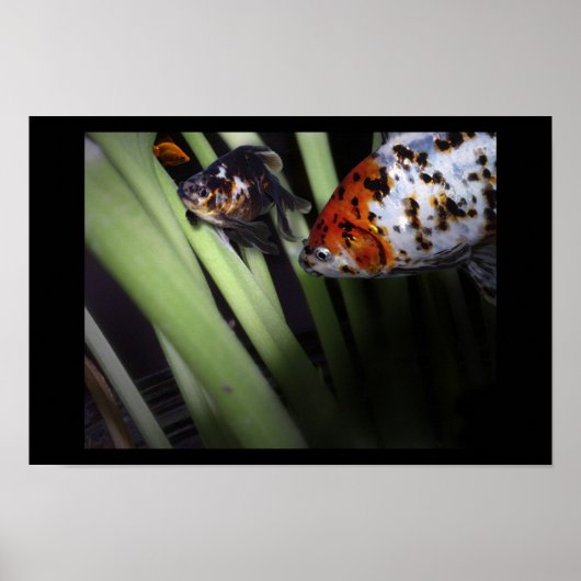 Poster commerce de poissons (Devant)