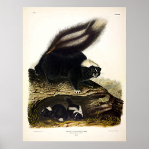 Poster Common American Skunk, Striped Skunk, par Audubon
