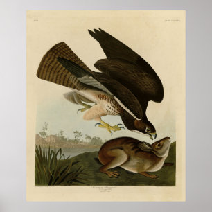 Poster Common Buzzard - d'Audubon's Birds of America
