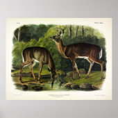 Poster Common Deer (Devant)
