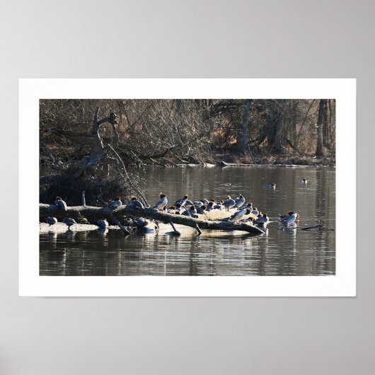 Poster commun de canards-fusiliers sur le logarith (Devant)