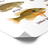 Poster commun de poisson de soleil (Coin)