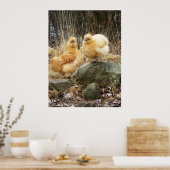 Poster commun des poulets de Silkie Buff (Cuisine)