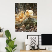Poster commun des poulets de Silkie Buff (Bureau à domicile)