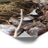 Poster commun des poulets de Silkie Buff (Coin)