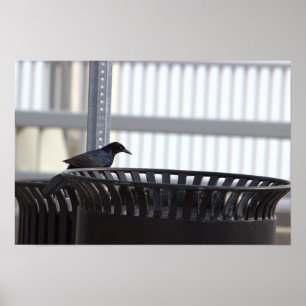 Poster commun d'oiseaux de cagoule