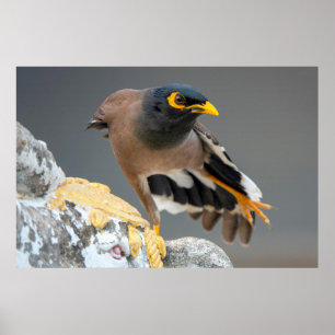 Poster Commune myna