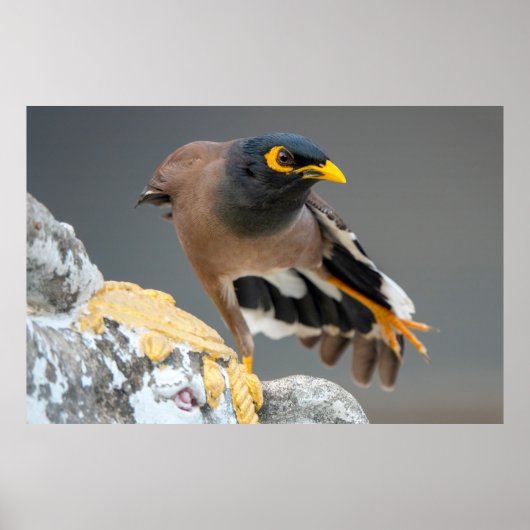 Poster Commune myna (Devant)