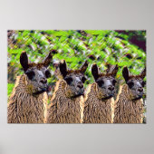 Poster 'Como se llama ? ' (Devant)