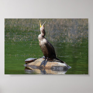 Poster Comorant avec une tortue