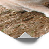 Poster Compagnons de crème (Coin)