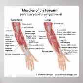 Poster Compartiment dorsal des muscles avant-bras (Devant)