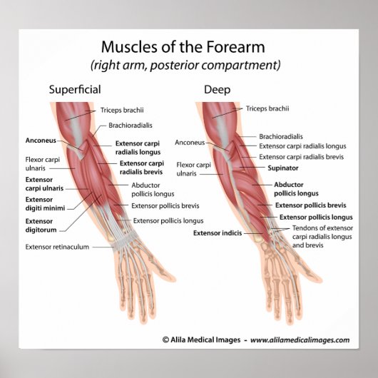 Poster Compartiment dorsal des muscles avant-bras (Devant)