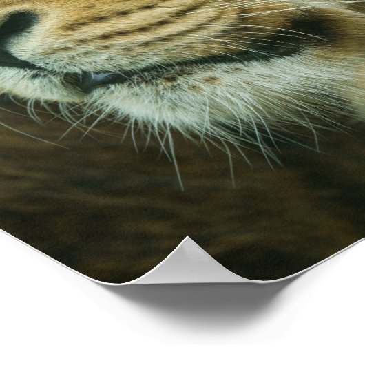 Poster Complément du profil Lion (Coin)