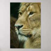 Poster Complément du profil Lion (Devant)