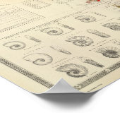 Poster Composite Carte géologique, paléontologique (Coin)