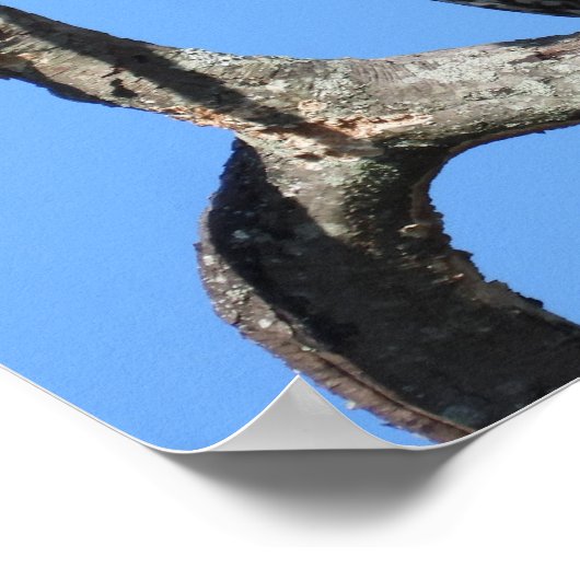 Poster Composite de Hawk à queue rouge juvénile (Coin)