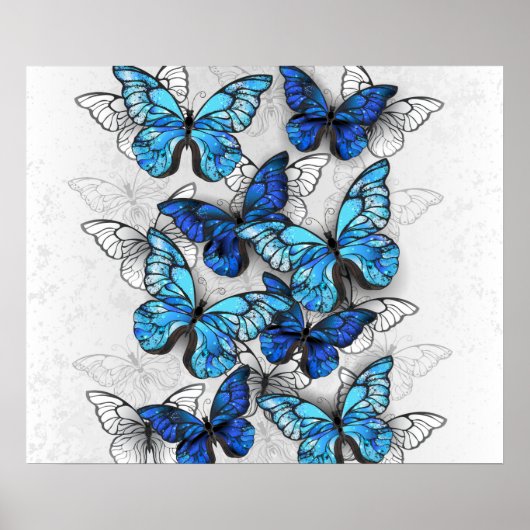 Poster Composition de papillons blancs et bleus (Devant)