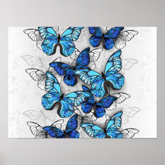 Poster Composition de papillons blancs et bleus (Devant)