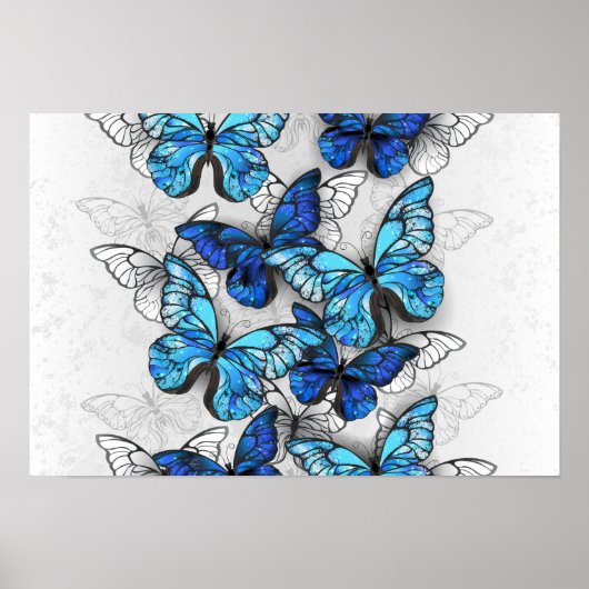 Poster Composition de papillons blancs et bleus (Devant)