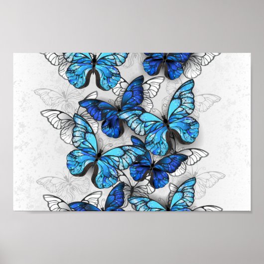 Poster Composition de papillons blancs et bleus (Devant)