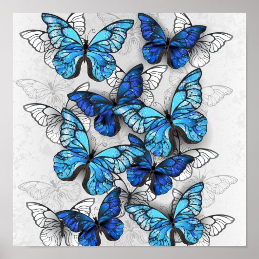 Poster Composition de papillons blancs et bleus (Devant)