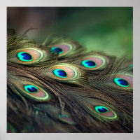 Composition de plumes de paon brillantes
