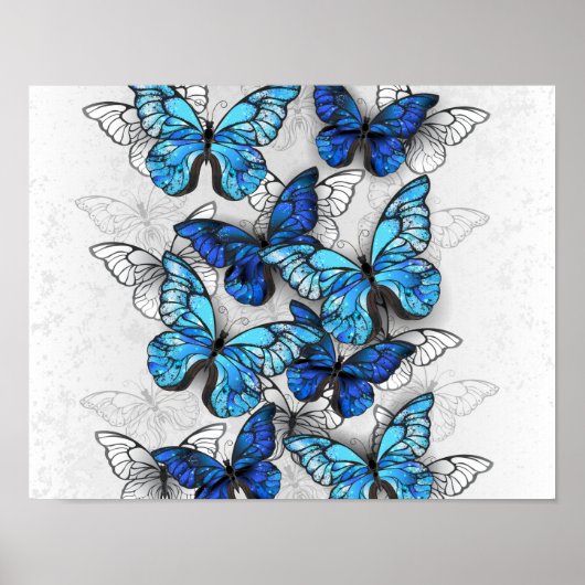 Poster Composition des papillons blancs et bleus (Devant)