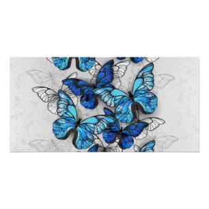 Poster Composition des White and Blue Butterflies