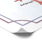 Poster Comprendre la circulation sanguine : 6 étapes clés (Coin)