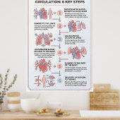 Poster Comprendre la circulation sanguine : 6 étapes clés (Cuisine)