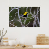 Poster Comté de Kinney, Texas. Golden cheeked warbler (Cuisine)