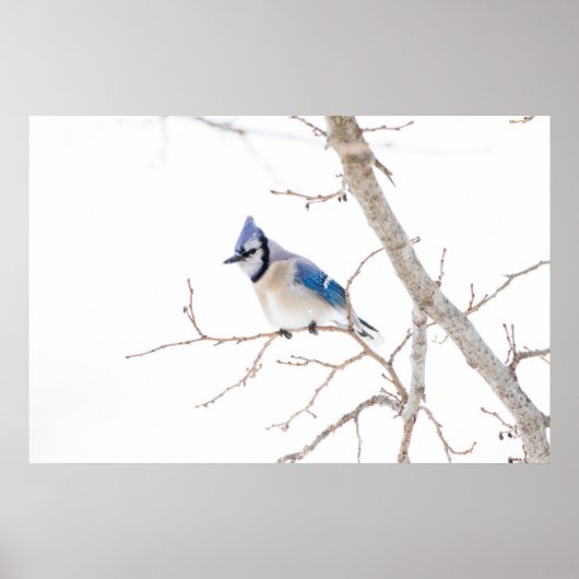 Poster Comté de Wichita, Texas. Blue Jay (Devant)