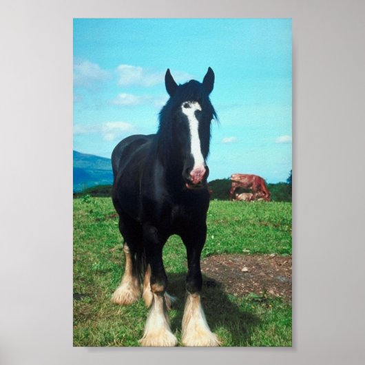 Poster Comté debout (Devant)