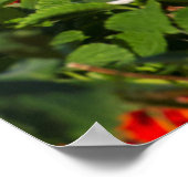 Poster Comté d'Hidalgo, Texas. Pic à tête dorée 2 (Coin)