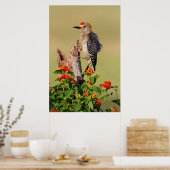 Poster Comté d'Hidalgo, Texas. Pic à tête dorée 2 (Cuisine)