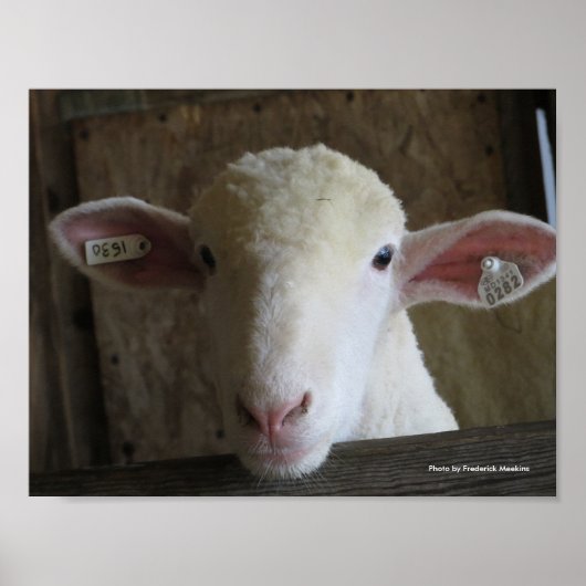 Poster Comté Fair Sheep (Devant)