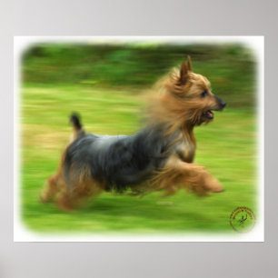 Poster Conception australienne de Terrier soyeux