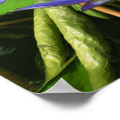 Poster Conception botanique florale de nénuphar tropical (Coin)
