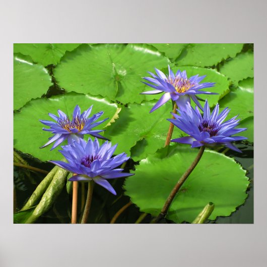 Poster Conception botanique florale de nénuphar tropical (Devant)