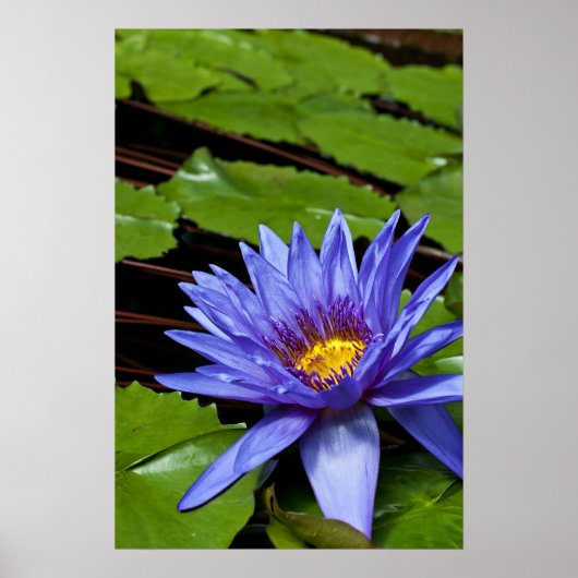 Poster Conception botanique florale de nénuphar tropical (Devant)