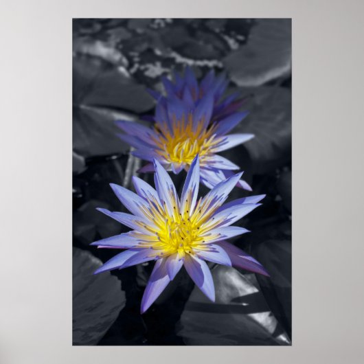 Poster Conception botanique florale de nénuphar tropical (Devant)