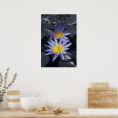 Poster Conception botanique florale de nénuphar tropical (Cuisine)