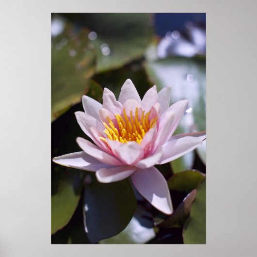 Poster Conception botanique florale de nénuphar tropical (Devant)