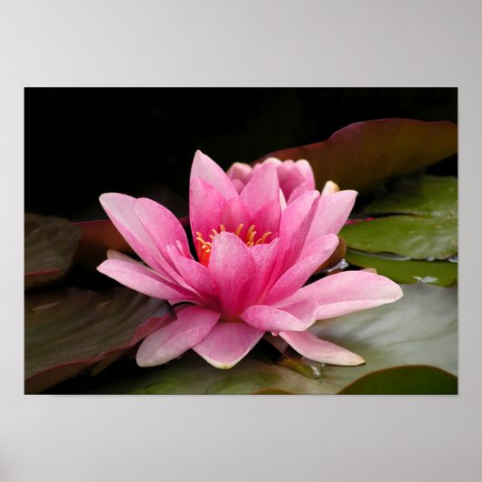 Poster Conception botanique florale de nénuphar tropical (Devant)