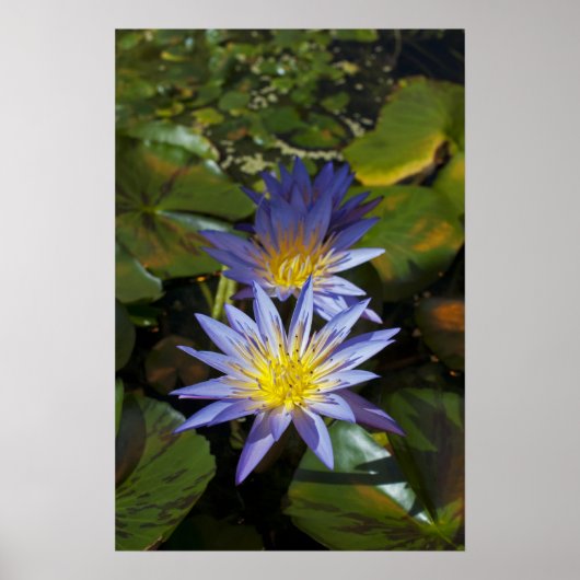 Poster Conception botanique florale de nénuphar tropical (Devant)