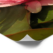 Poster Conception botanique florale de nénuphar tropical (Coin)