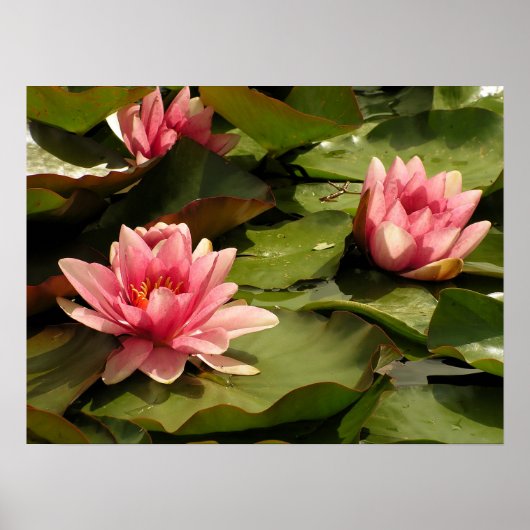 Poster Conception botanique florale de nénuphar tropical (Devant)