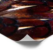 Poster Conception Brown de plumes de faisan (Coin)