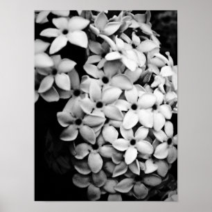 Poster Conception de fleurs et de jardins vintage